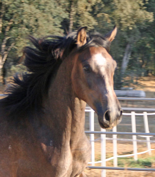 Simbaa August 24, 2009