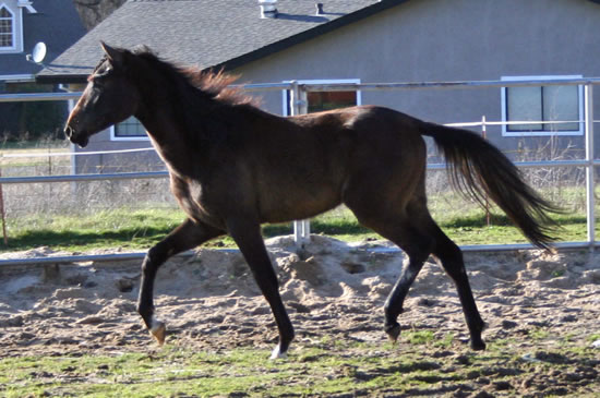 Simbaa January 2010 wearing his winter fuzz