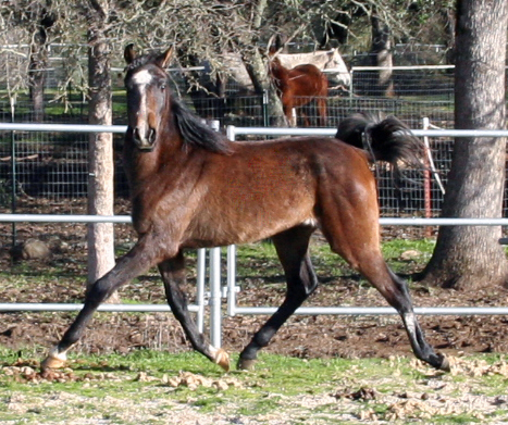 Simbaa January 2010 wearing his winter fuzz