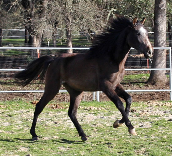 Simbaa January 2010 wearing his winter fuzz