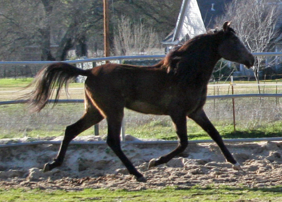 Simbaa January 2010 wearing his winter fuzz