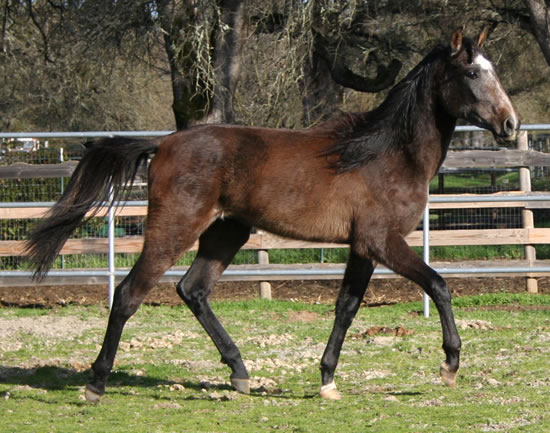 Simbaa January 2010 wearing his winter fuzz