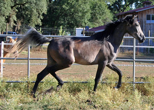 Simbaa July 10, 2011