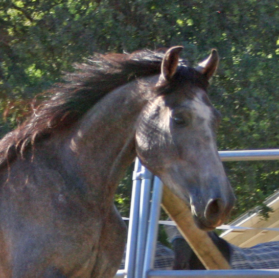 Simbaa July 10, 2011