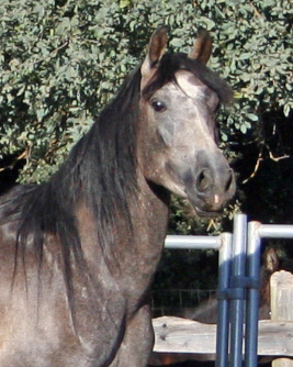 Simbaa July 10, 2011