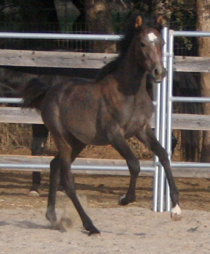 Simbaa October 18, 2008!