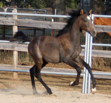 Simbaa October 18, 2008!