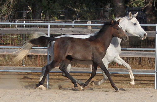 Simbaa and his Mom, Kiaara October 18, 2008!