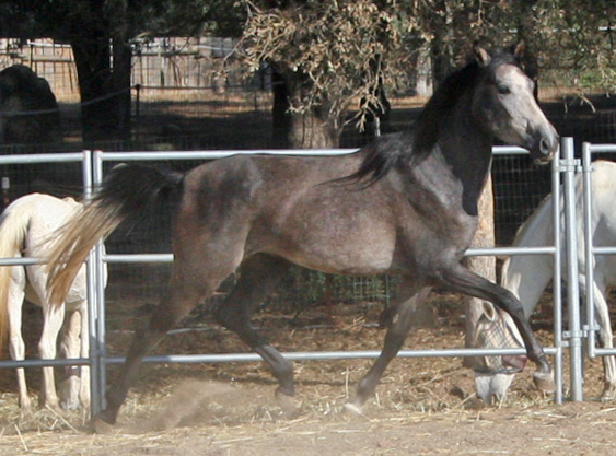 Simbaa October 1, 2011