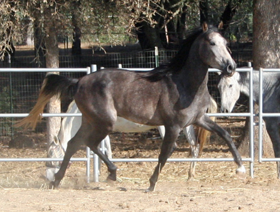 Simbaa October 1, 2011