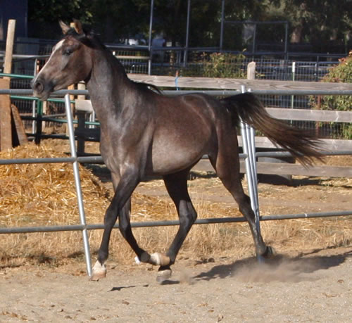 Simbaa September 2010