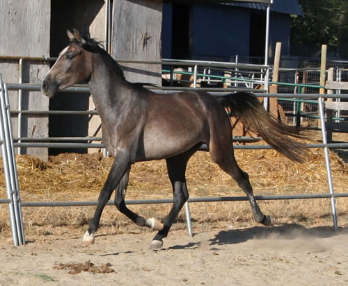 Simbaa September 2010