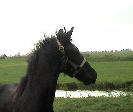 Tsjitske as a weanling in the Netherlands