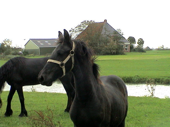 Tsjitske and her Mom as a weanling in the Netherlands