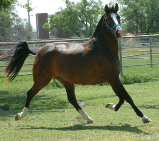 Tchula's Mom - Tecla Jim