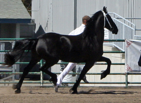 Trixie at the Santa Rosa Keuring September 2009