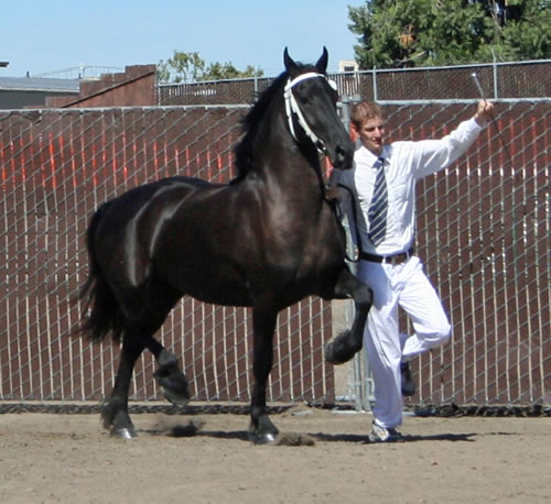 Trixie at the Santa Rosa Keuring September 2009