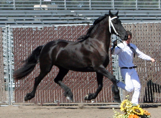 Trixie at the Santa Rosa Keuring September 2009