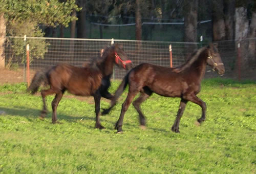 Trix amd TJ April 2007