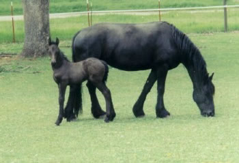 Trude and Kitana (her first filly by Wander) 2004