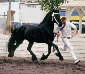 Trude at the Pomona Keuring 2002