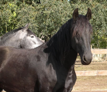 Trude and Vaquera 2004