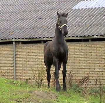 Tsjitske as a weanling in the Netherlands