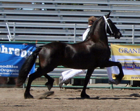 Tsjitske at the 2009 Santa Rosa Keuring