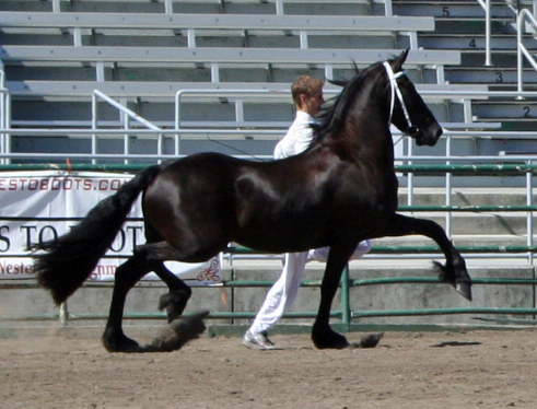 Tsjitske at the 2009 Santa Rosa Keuring