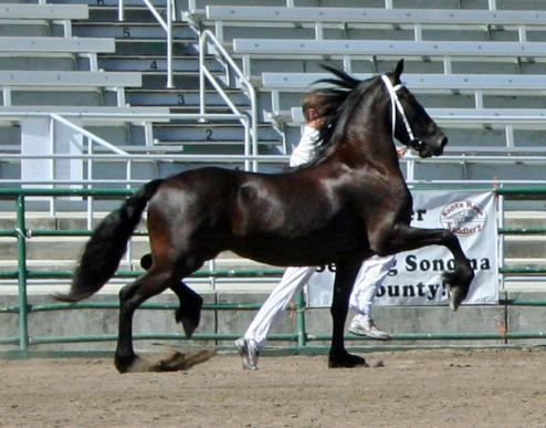 Tsjitske at the 2009 Santa Rosa Keuring