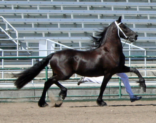 Tsjitske at the 2009 Santa Rosa Keuring