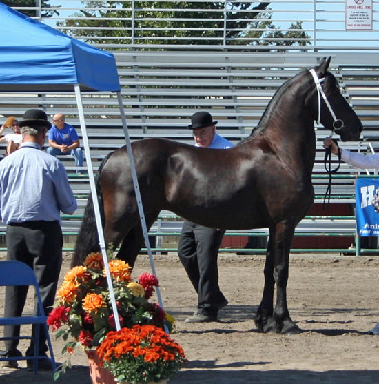 Tsjitske at the 2009 Santa Rosa Keuring