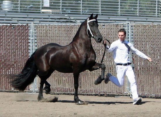 Tsjitske at the 2009 Santa Rosa Keuring