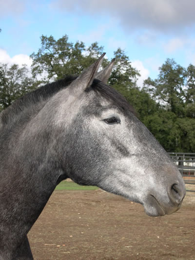 Vaquera October 2004