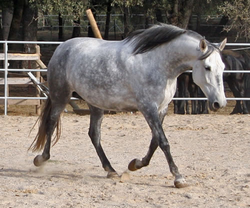 Vaquera October 2008