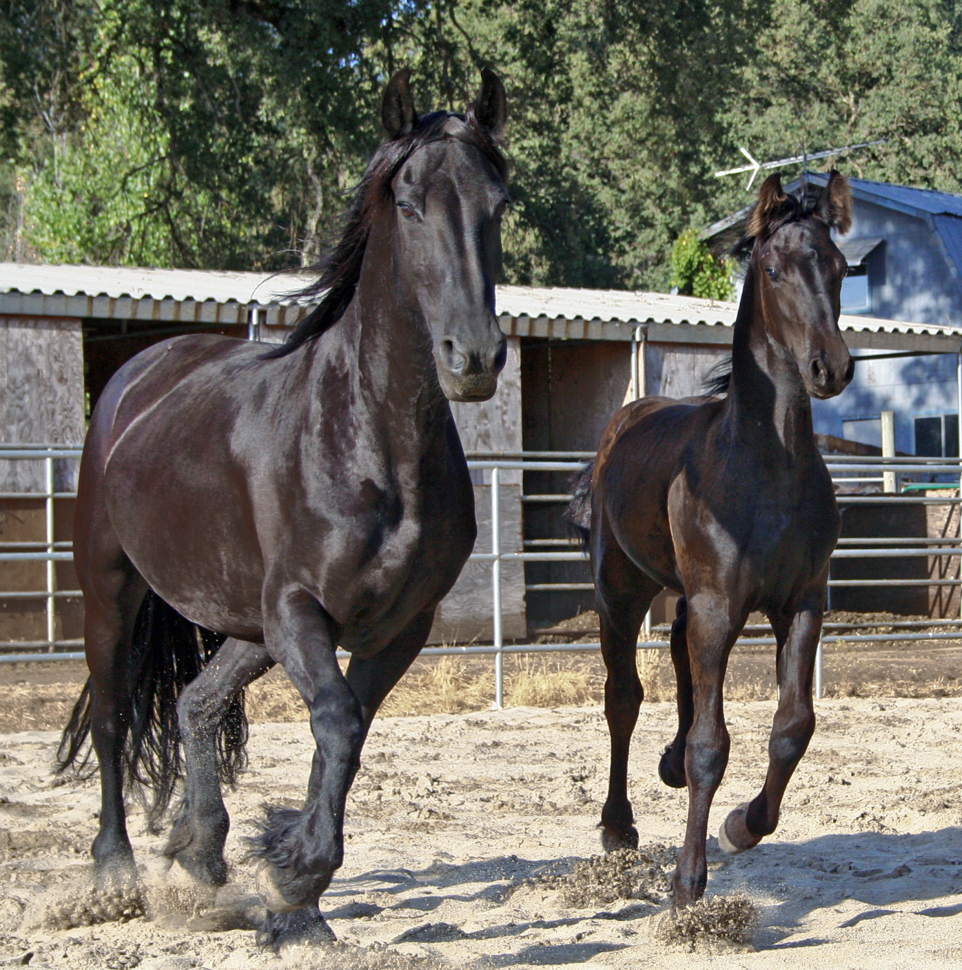 Trude with her 2007 Colt Zeade RS by Teade 392  "now known as the Stallion Weiger" - Zeade earned a 2nd premie Reserve Champion Colt at the keuring!