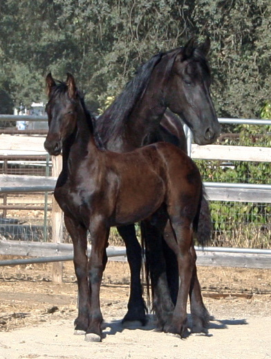 Trude with her 2007 Colt Zeade RS by Teade 392  "now known as the Stallion Weiger" - Zeade earned a 2nd premie Reserve Champion Colt at the keuring!