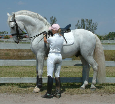 Tchula's Dad Gaucho III