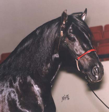 Navarre GF owned by Manor Hill Farms